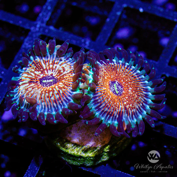 WA Red Zombie Zoa (Aquacultured)
