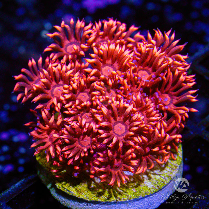 WA Ring of Fire Goniopora (Aquacultured)