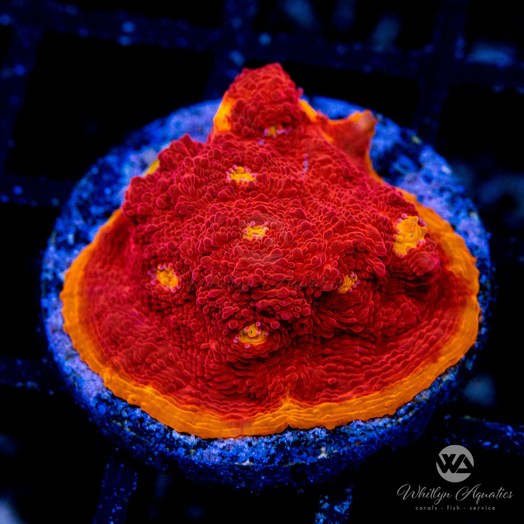 WA Scarlet Letter Chalice
