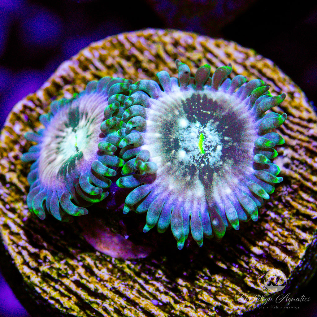 アメジスト　ヨニワンド　Deep Ocean Pleasury WA Slipspace Zoanthid (Aquacultured) – Whitlyn Aquatics