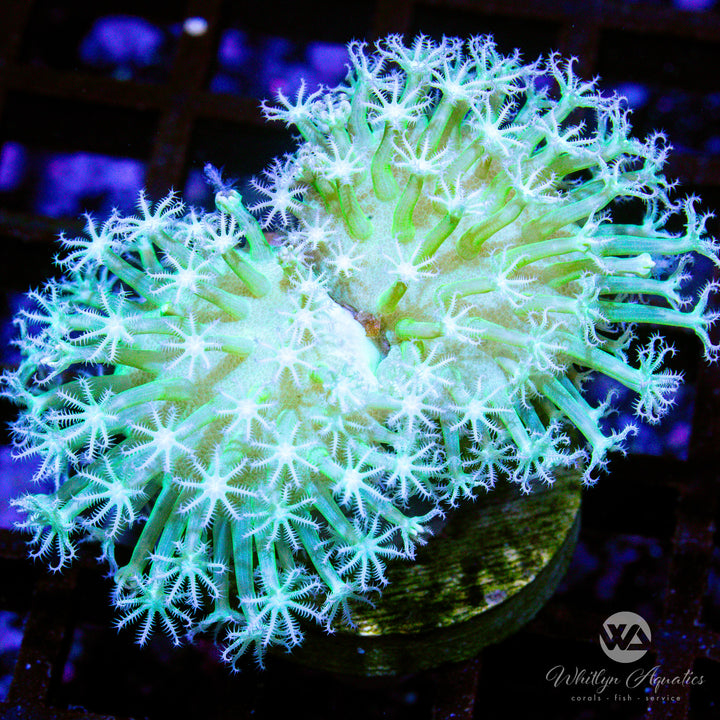 WA Snow White Toadstool (Aquacultured)