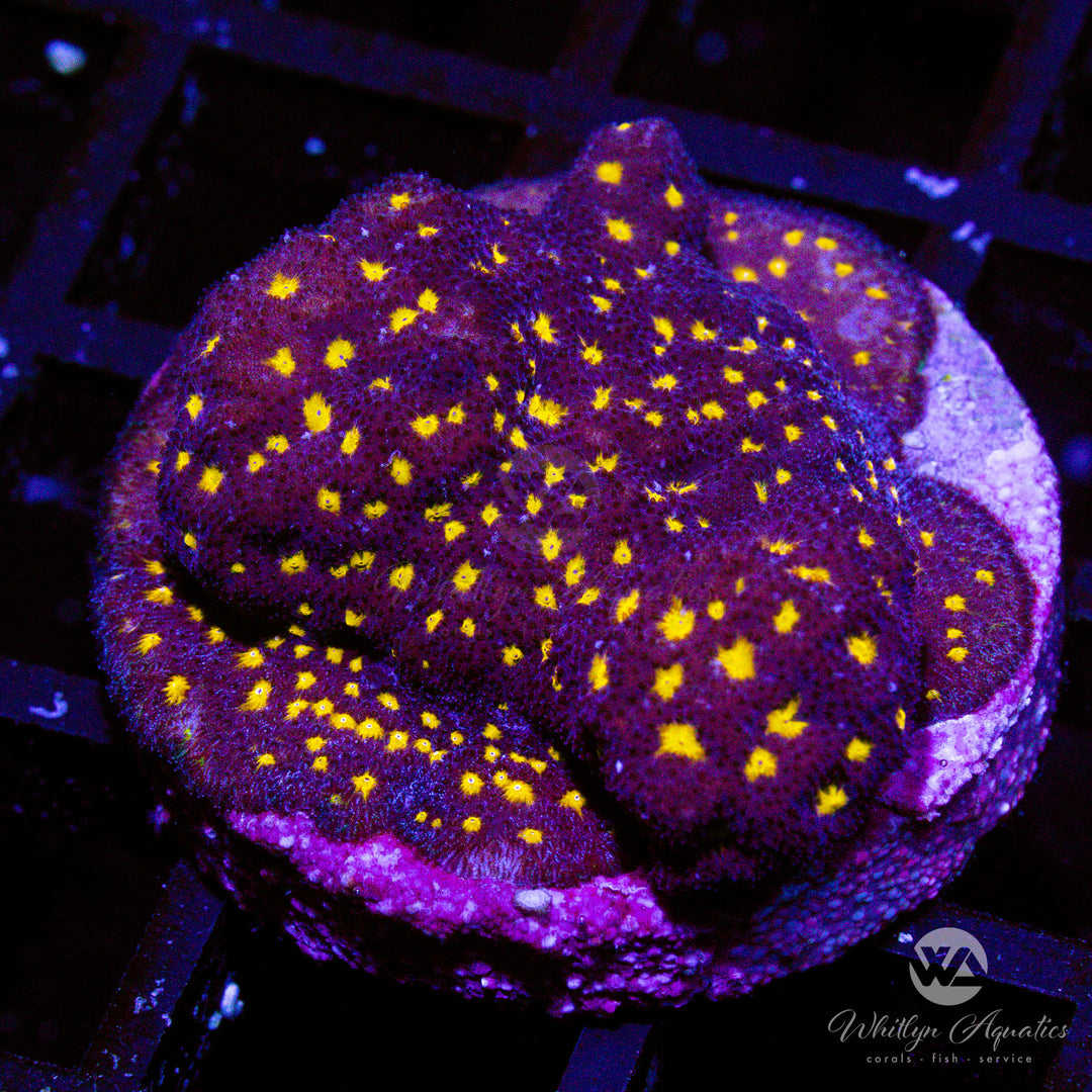 WA Starry Night Psammocora