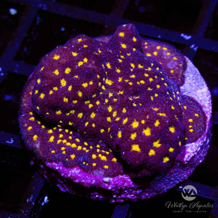 WA Starry Night Psammocora