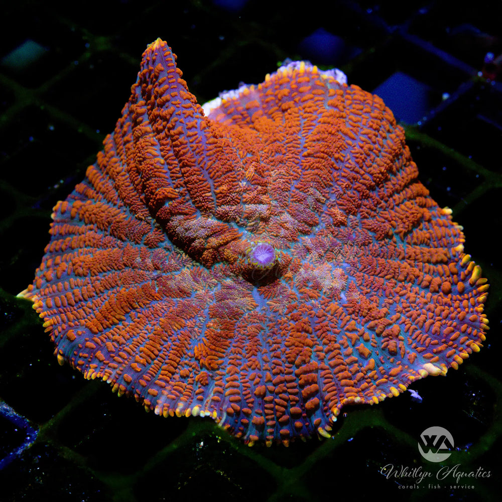 Superman Rhodactis Mushroom - Whitlyn Aquatics