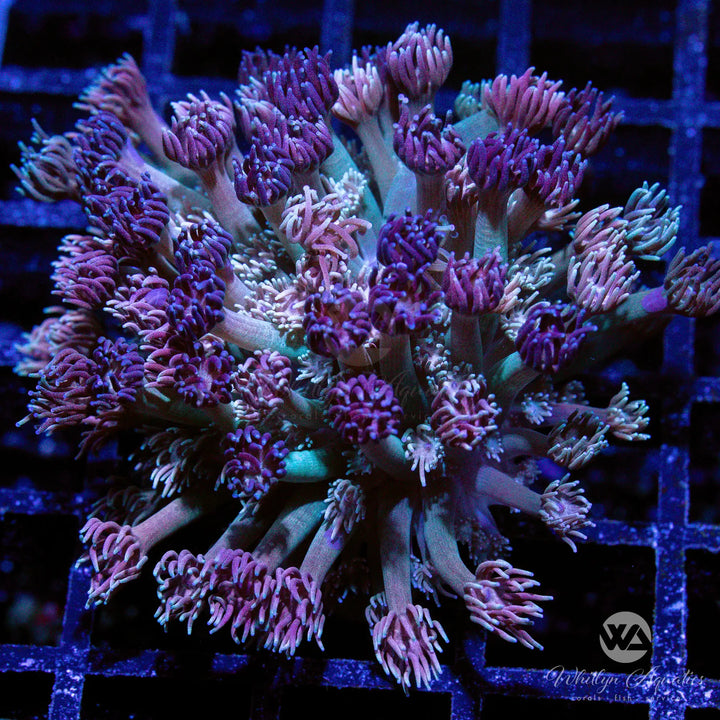 WA Too Toned Goniopora (Aquacultured)