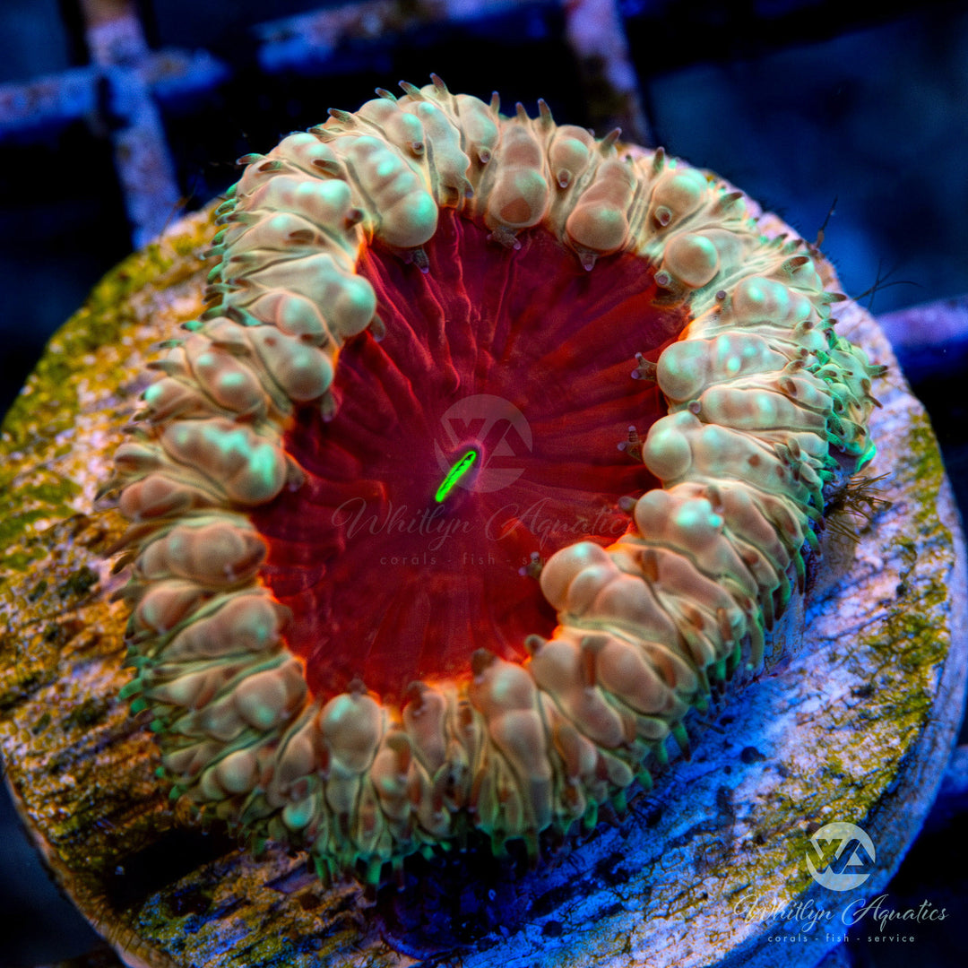 WA Ultra Chili Lime Blastomussa Coral