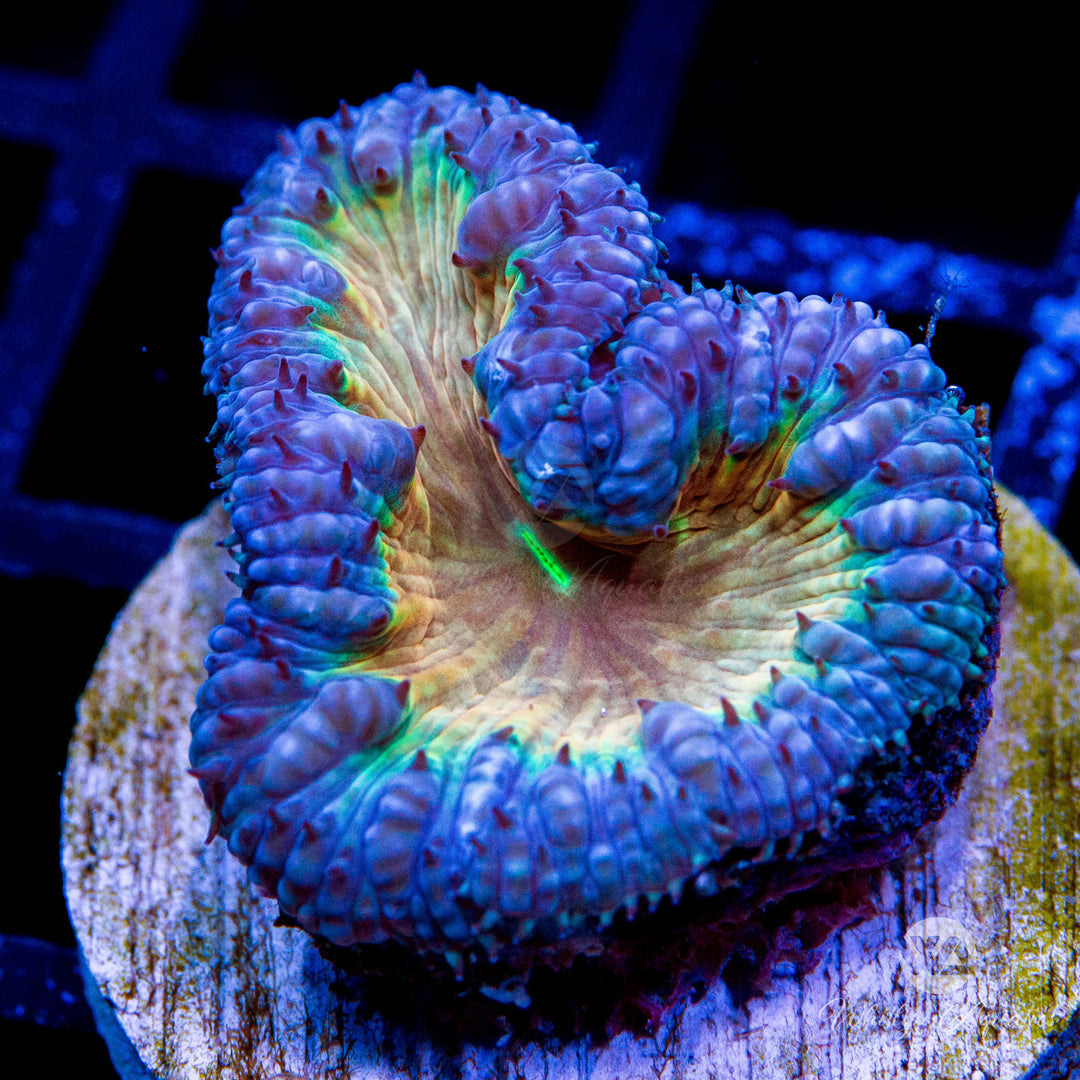 WA Ultra Rainbow Brite Blastomussa Coral