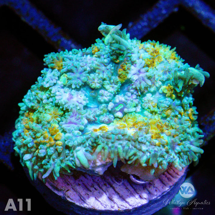 WA Calico Pincushion Mushroom - WYSIWYG