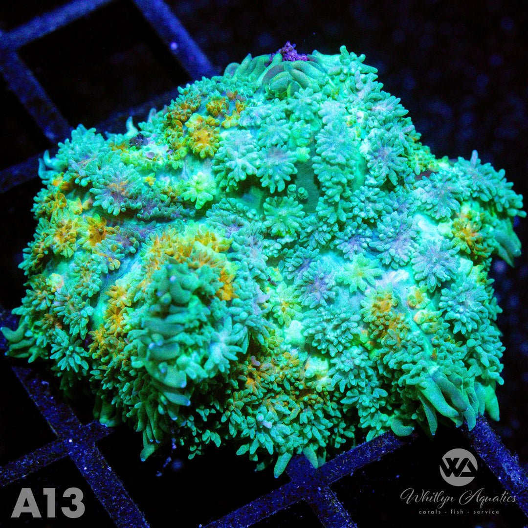 WA Calico Pincushion Mushroom - WYSIWYG