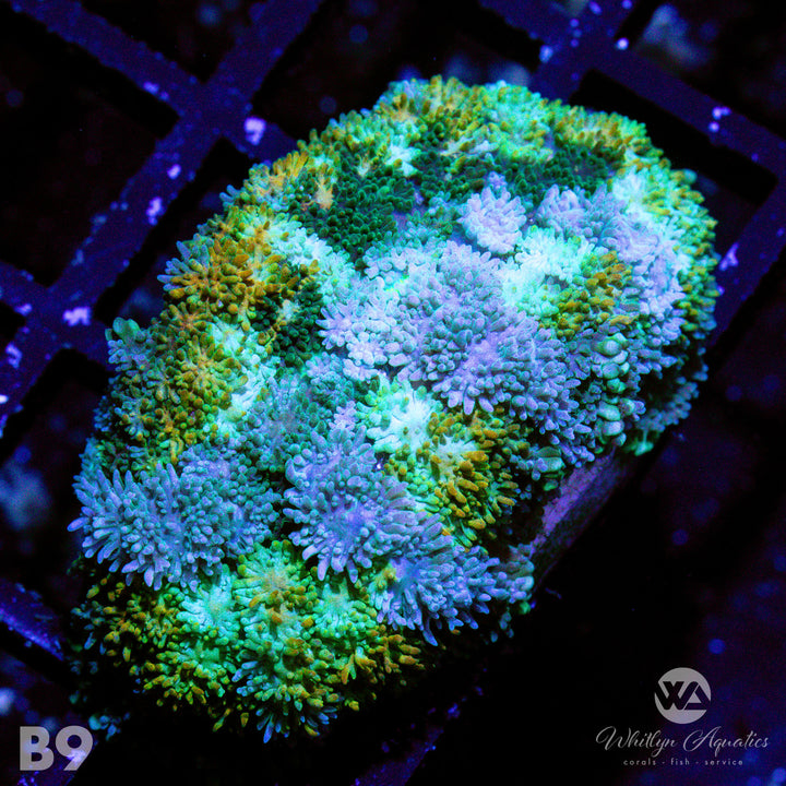 WA Calico Pincushion Mushroom - WYSIWYG