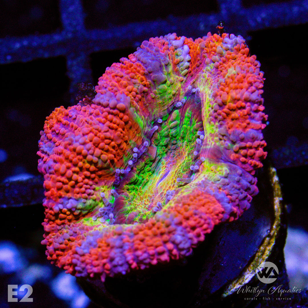 WA Cosmos Acan - WYSIWYG - Whitlyn Aquatics