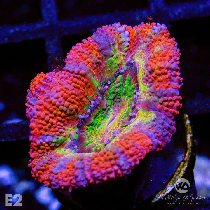 WA Cosmos Acan - WYSIWYG - Whitlyn Aquatics