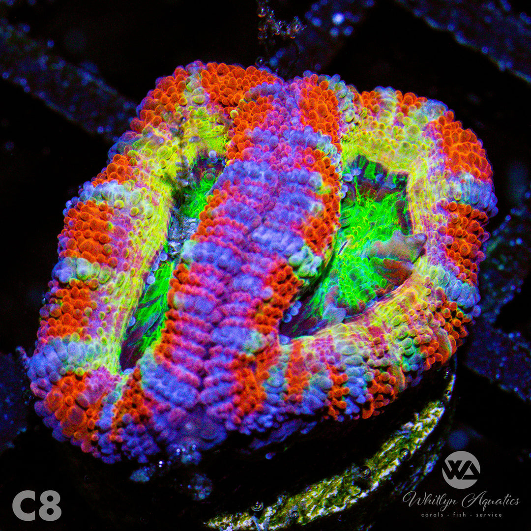 WA Cosmos Acan - WYSIWYG - Whitlyn Aquatics