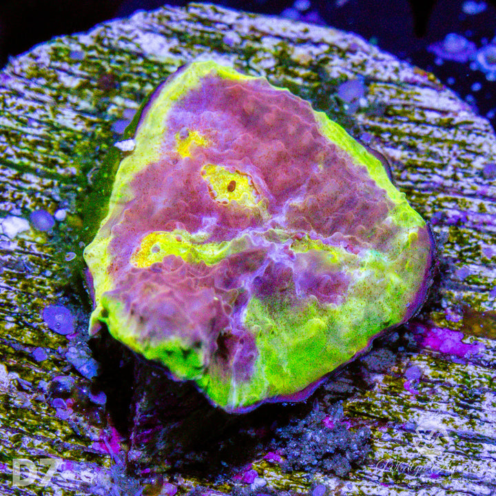 WA Easter Egg Chalice - WYSIWYG