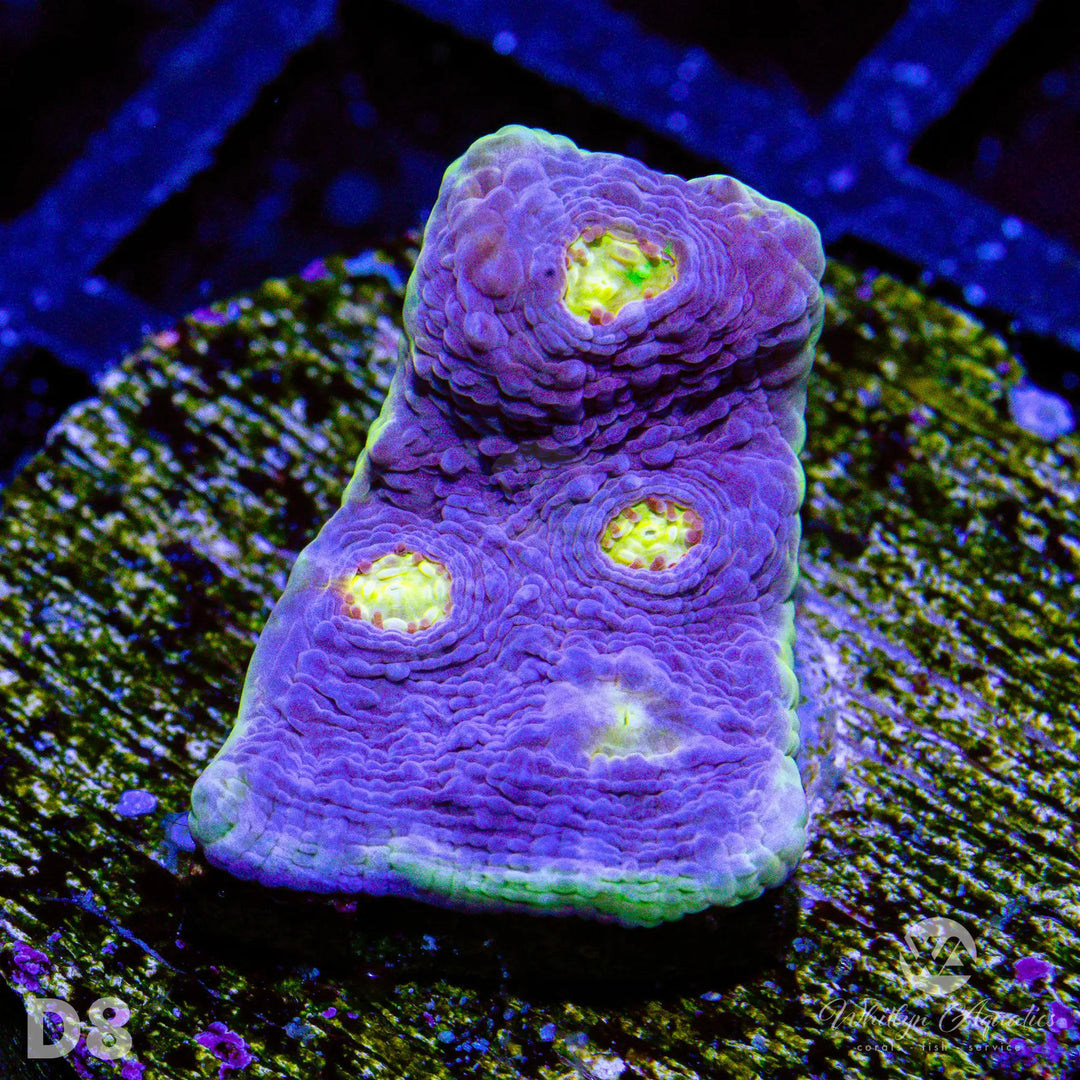 WA Easter Egg Chalice - WYSIWYG