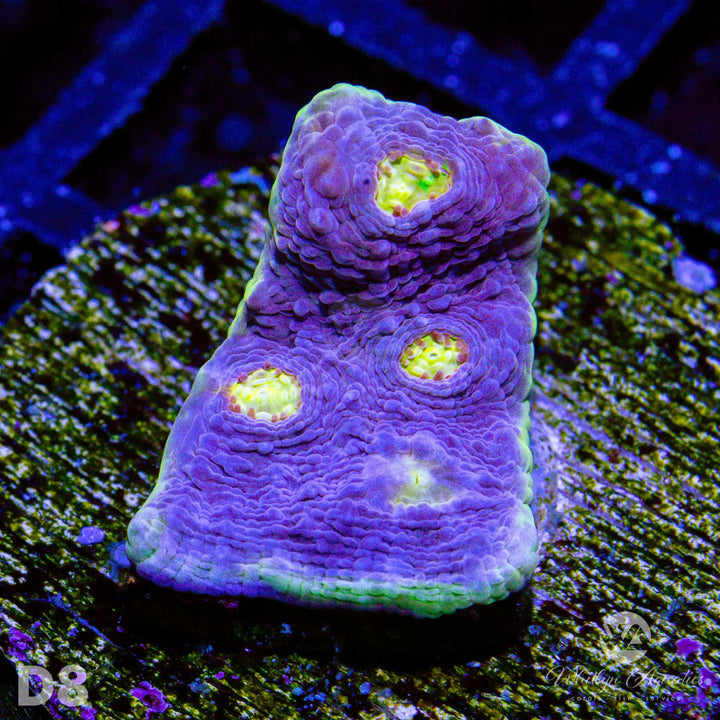 WA Easter Egg Chalice - WYSIWYG