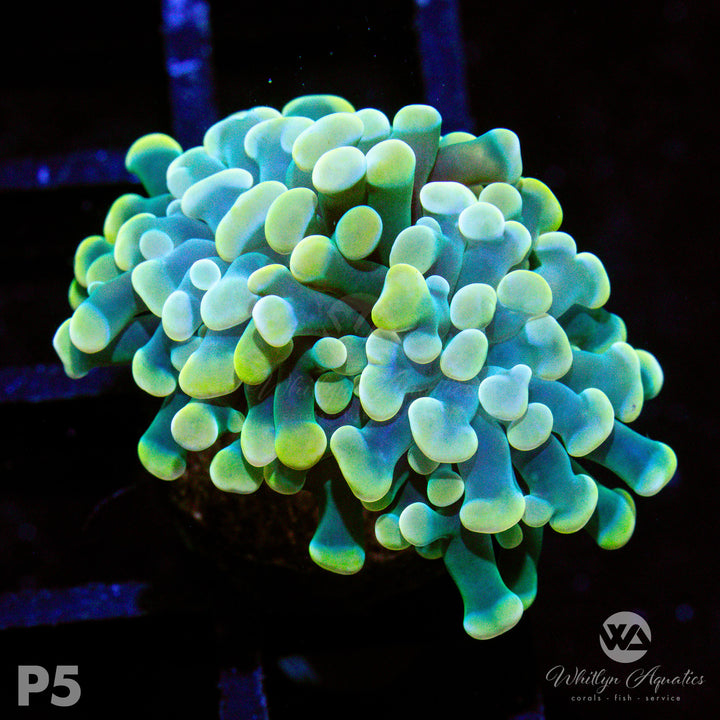 WA Gold Branching Hammer - WYSIWYG