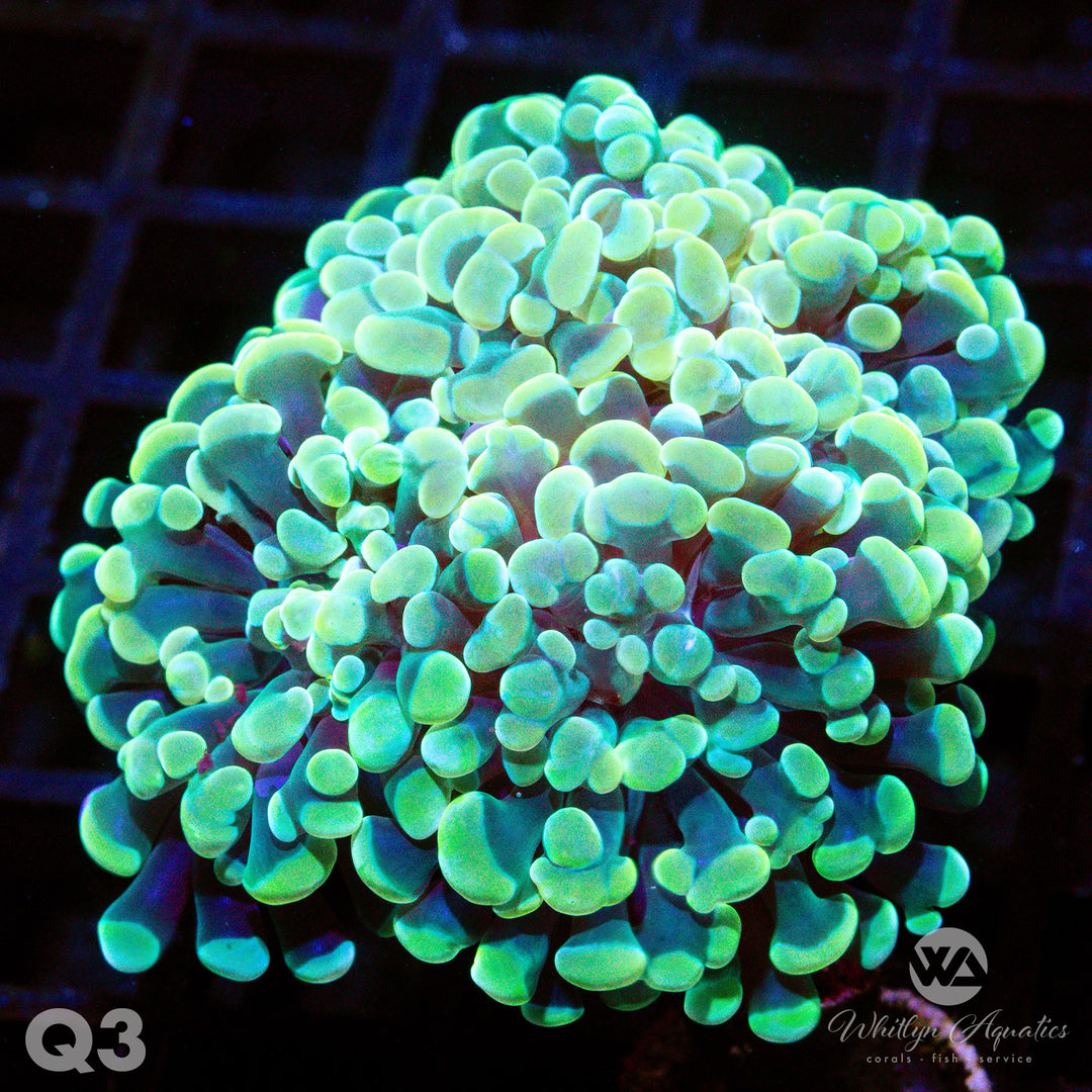 WA Gold Branching Hammer - WYSIWYG