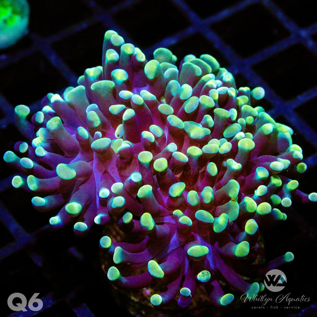 WA Gold Branching Hammer - WYSIWYG