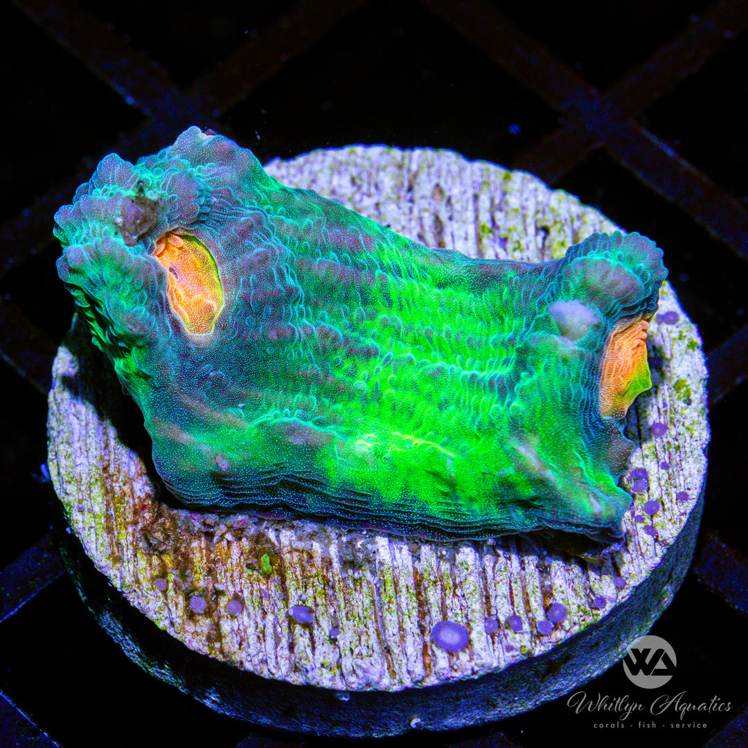 WA Gold Dabloon Chalice