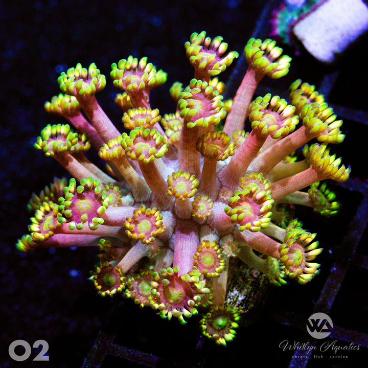 WA Gold Dust Goniopora - WYSIWYG