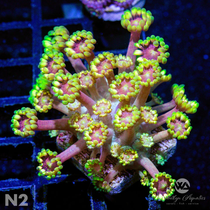 WA Gold Dust Goniopora - WYSIWYG