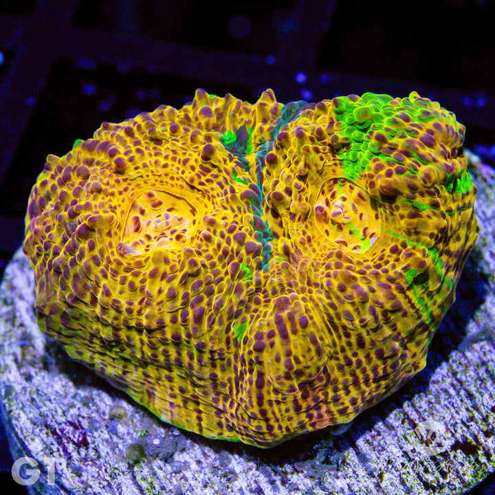 WA Goldar Chalice - WYSIWYG