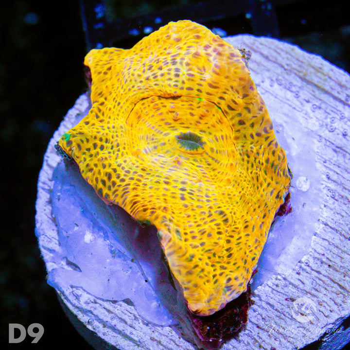 WA Goldar Chalice - WYSIWYG