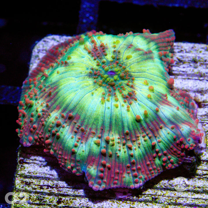 WA Golden Apple Mushroom - WYSIWYG