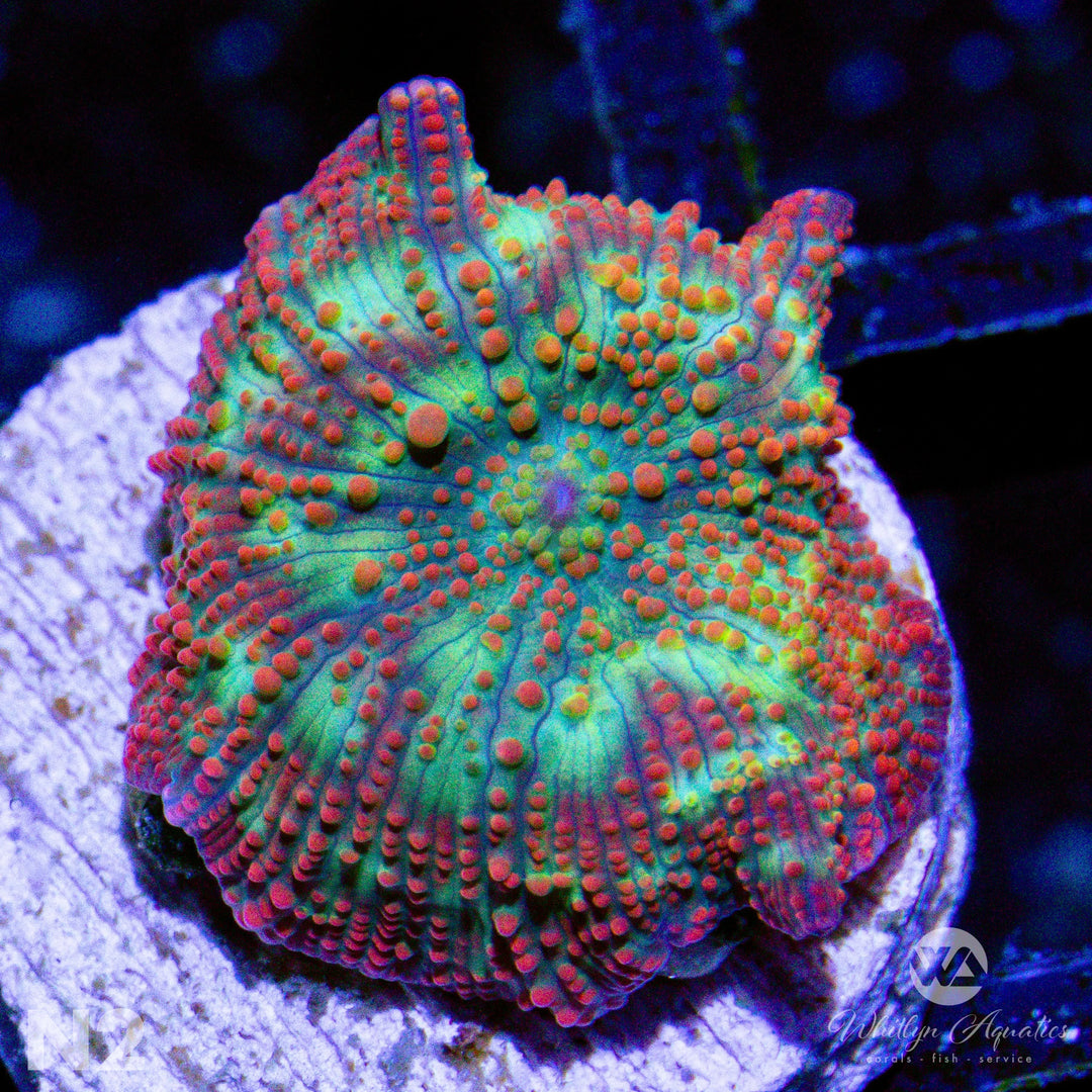 WA Golden Apple Mushroom - WYSIWYG