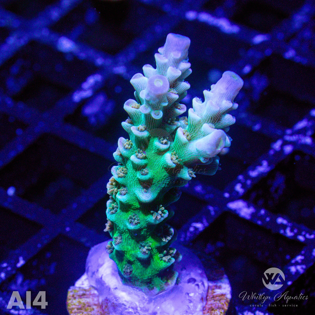 WA Heartbreaker Acropora - WYSIWYG