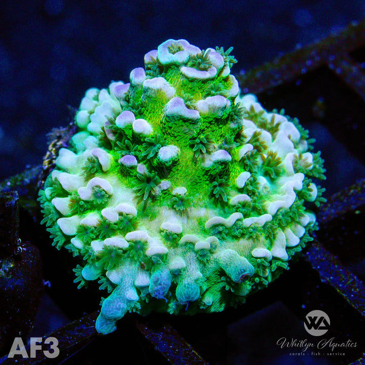 WA Heartbreaker Acropora - WYSIWYG