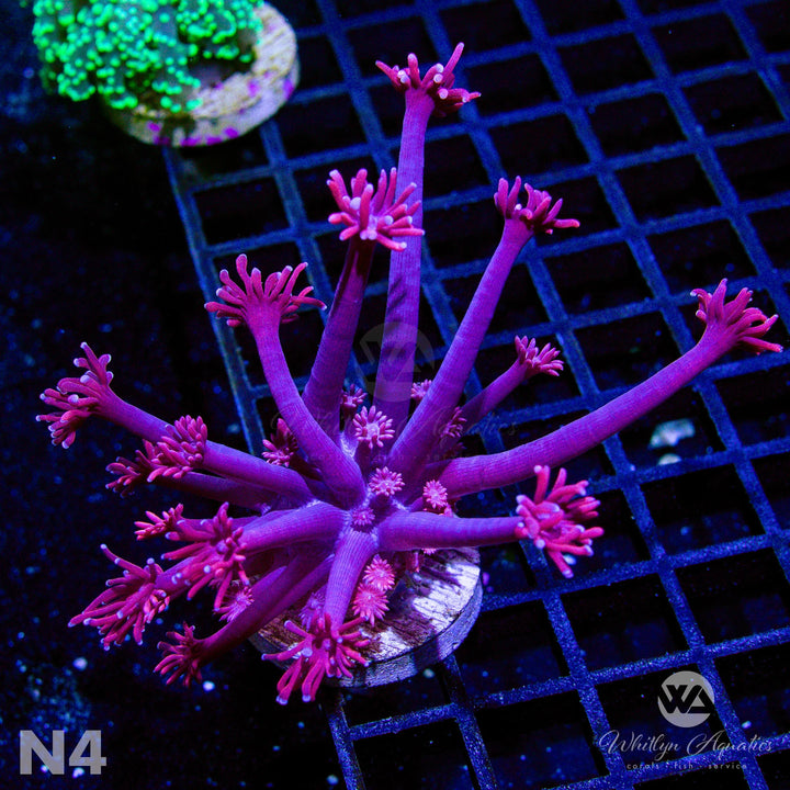 WA Powder Pink Goniopora - WYSIWYG