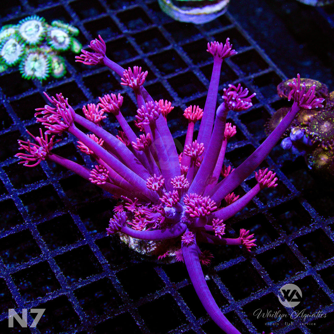 WA Powder Pink Goniopora - WYSIWYG