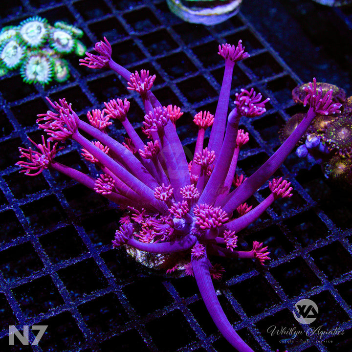 WA Powder Pink Goniopora - WYSIWYG