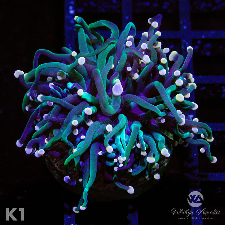 WA Skeletor Torch - WYSIWYG