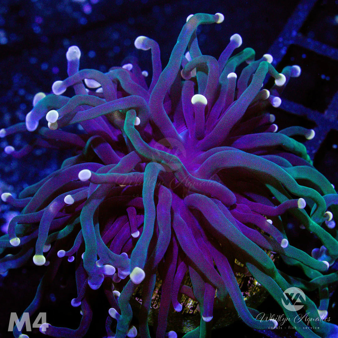 WA Skeletor Torch - WYSIWYG