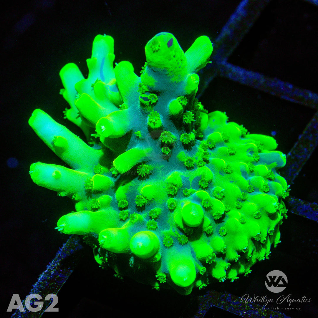 WA Yoda Acro - WYSIWYG