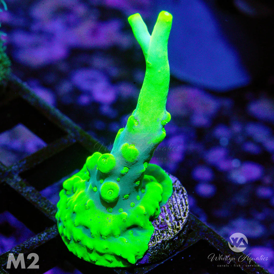 WA Yoda Acro - WYSIWYG