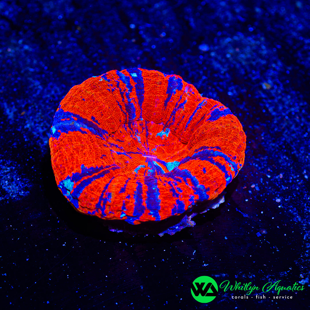 Warpaint Scolymia WYSIWYG