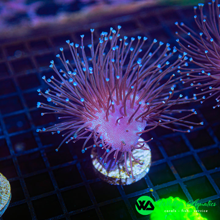 WA Whomping Willow Toadstool (Aquacultured)