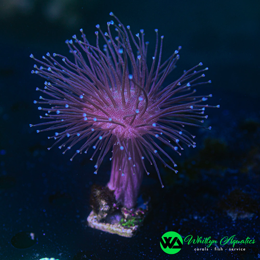 WA Whomping Willow Toadstool (Aquacultured)