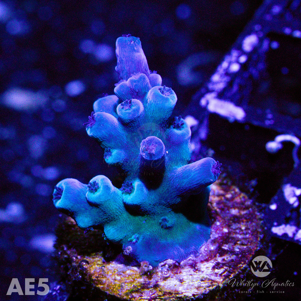 Oregon Tort Acropora - WYSIWYG - Whitlyn Aquatics