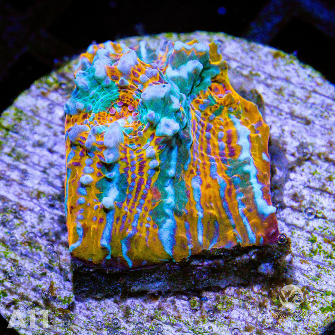 WA Camo Chalice - WYSIWYG