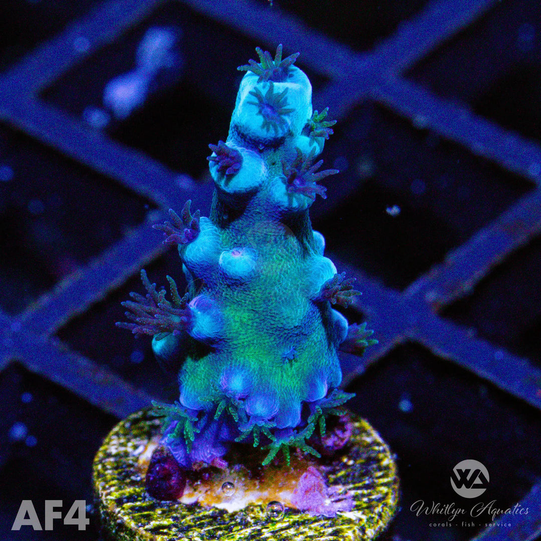 Oregon Tort Acropora - WYSIWYG - Whitlyn Aquatics