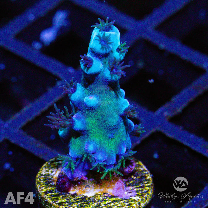 Oregon Tort Acropora - WYSIWYG - Whitlyn Aquatics