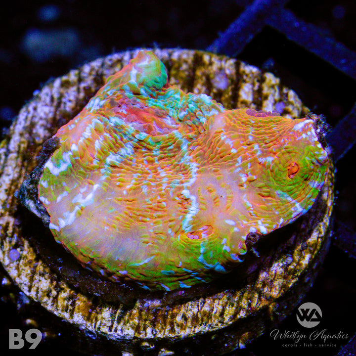 WA Camo Chalice - WYSIWYG