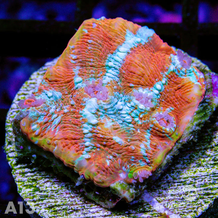 WA Camo Chalice - WYSIWYG