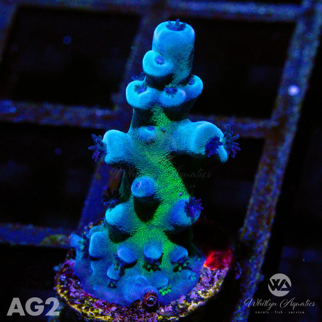 Oregon Tort Acropora - WYSIWYG - Whitlyn Aquatics