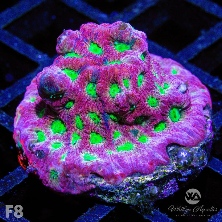 War Coral Favia - WYSIWYG